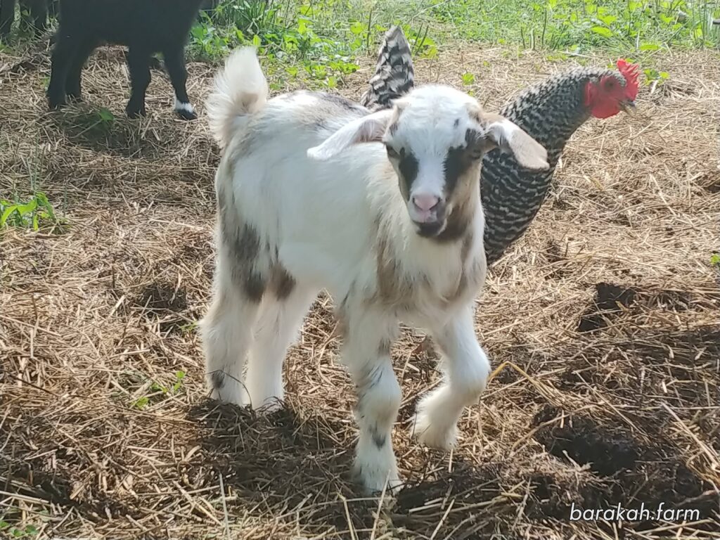 Goats For Sale In South Carolina
