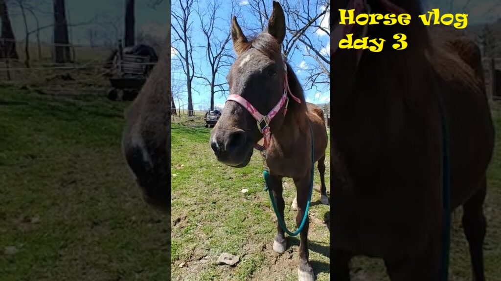 Day 3 Farm horse restart vlog - a plot twist