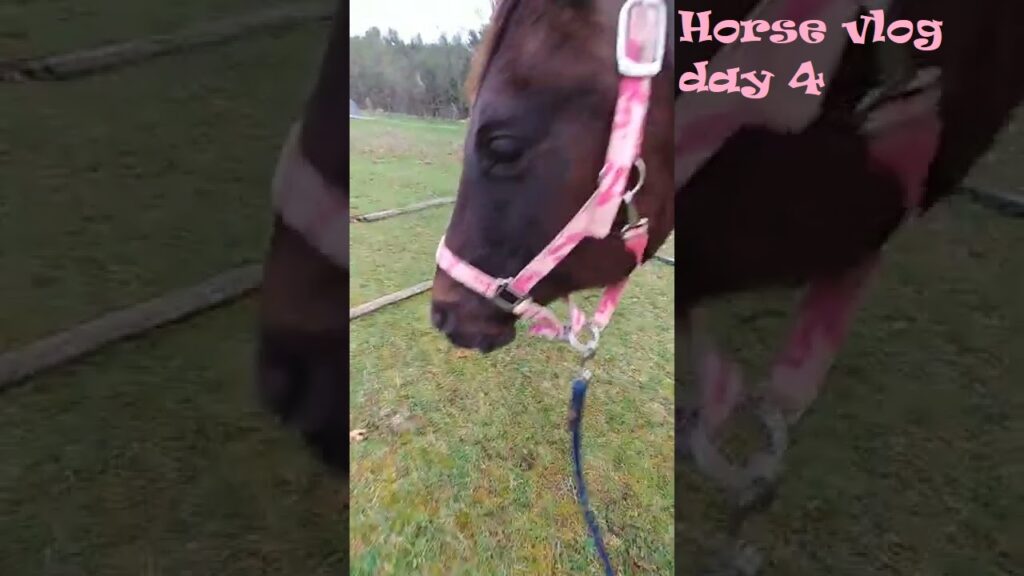 Day 4 Farm horse restart vlog - steps backward?