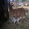 Maxine's doeling - Image 3