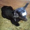 Buttercup's doeling - Image 2