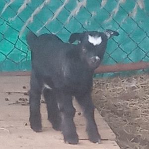 Buttercup's doeling