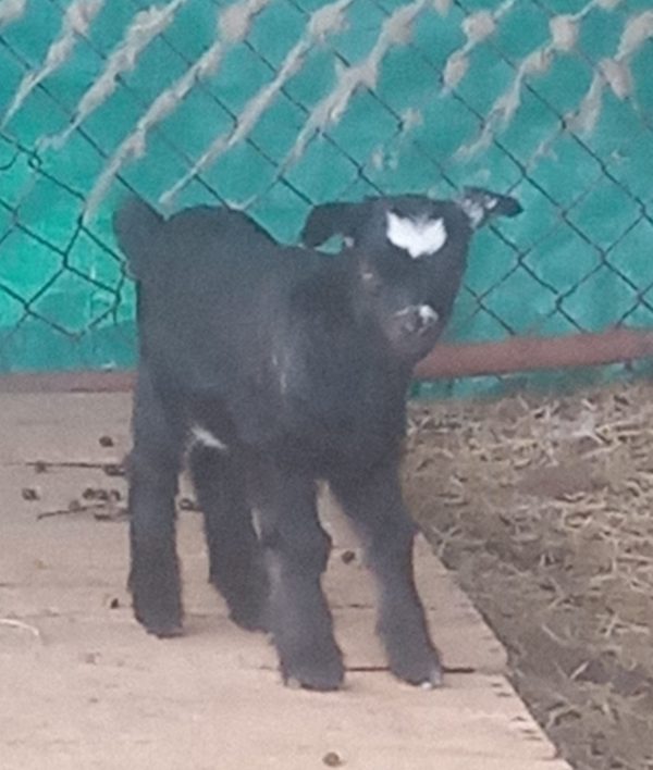 Buttercup's doeling