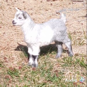 Dot's doeling
